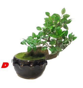 BONSAI, PIANTE ARTIFICIALI FINTE VASO IN CERAMICA SMALTATA VARI MODELLI