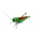 Calamita Magnete in Resina Cavalletta Fridge Magnets GRASSHOPPER