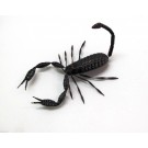 Calamita Magnete in Resina "Skorpion" Fridge Magnets SCORPIONE
