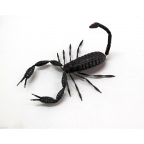 Calamita Magnete in Resina "Skorpion" Fridge Magnets SCORPIONE