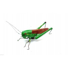 Calamita Magnete in Resina Cavalletta Fridge Magnets GRASSHOPPER