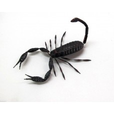 Calamita Magnete in Resina "Skorpion" Fridge Magnets SCORPIONE