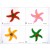 Calamita Magnete Frigo Fridge Magnets  FIMO STELLA MARINA 