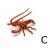 CALAMITA ARAGOSTA MOLLA