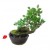 BONSAI, PIANTE ARTIFICIALI FINTE VASO IN CERAMICA SMALTATA VARI MODELLI