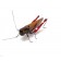 Calamita Magnete in Resina Cavalletta Fridge Magnets GRASSHOPPER