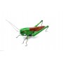 Calamita Magnete in Resina Cavalletta Fridge Magnets GRASSHOPPER